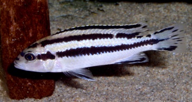 Melanochromis loriae Chizumulu femelle