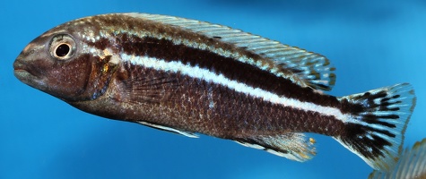 Melanochromis mossambiquensis Nkhungu mâle