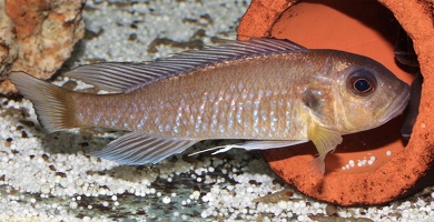 Triglachromis otostigma Burundi