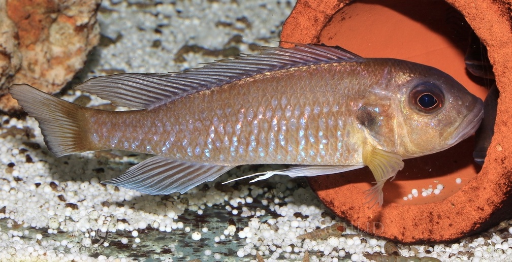 P.Tawil Triglachromis otostigma Burundi C141226A 151.JPG