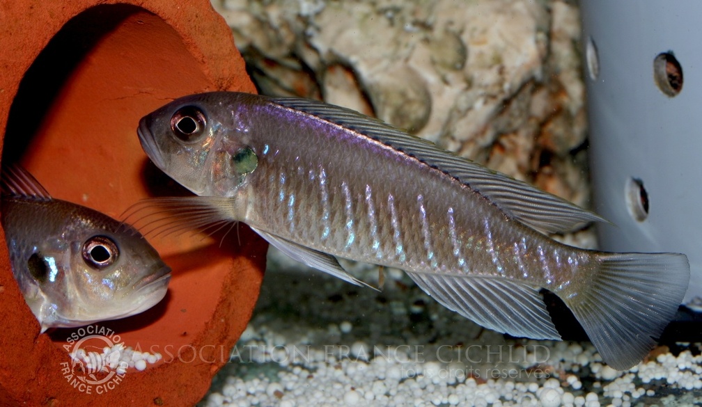 P.Tawil Triglachromis otostigma Kigoma C081227A 252.jpg