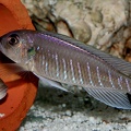 P.Tawil Triglachromis otostigma Kigoma C081227A 252.jpg