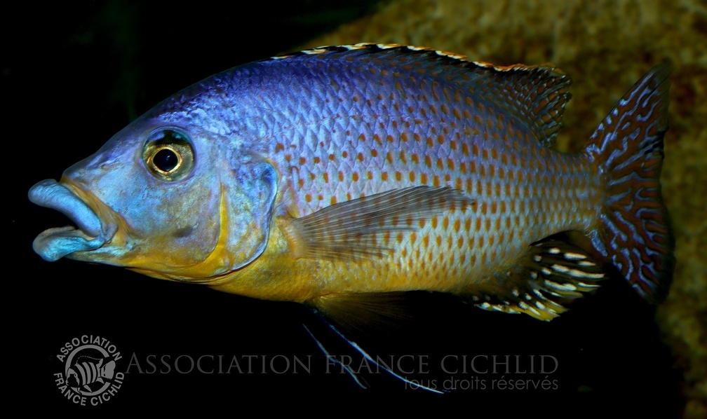 P.Tawil Eclectochromis sp. Mbenji thick lips Mbenji home C210810B 090.JPG