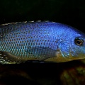 P.Tawil Eclectochromis sp. Mbenji thick lips Mbenji home C220416B 591.JPG