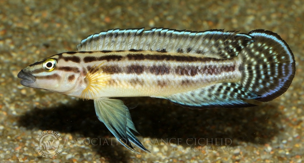 P.Tawil Julidochromis regani Bulombora tank-bred C200301A 515 femelle superbe.JPG
