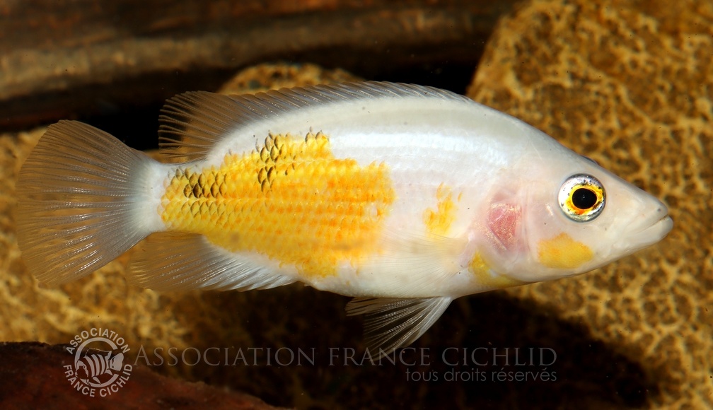 P.Tawil Parachromis dovii Costa Rica Beaucousin C230530A 615.JPG