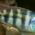 P.Tawil Placidochromis johnstoni Daudin C070213a 098.jpg