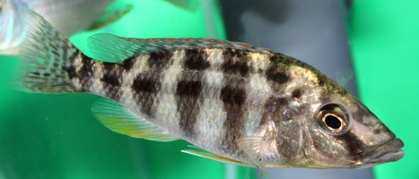 Placidochromis johnstoni femelle