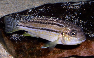 Melanochromis dialeptos femelle en incubation