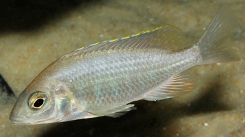Placidochromis sp. "Jalo" femelle F1
