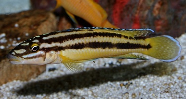 Julidochromis marksmithi Kipili femelle
