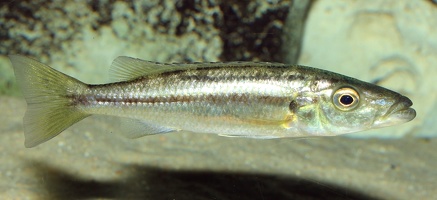 Rhamphochromis sp. "Chilingali" femelle