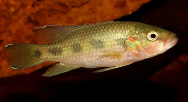Hemichromis fasciatus lac Bosumtwi