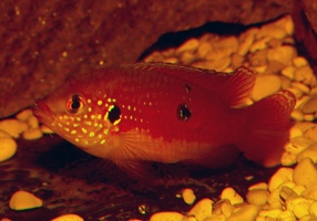 Rubricatochromis lifalili Moanda