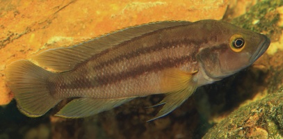 Neolamprologus bifasciatus mâle