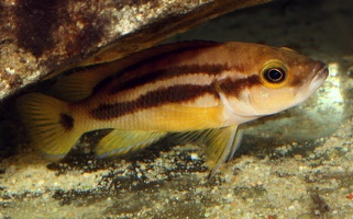 Neolamprologus bifasciatus Kombe femelle