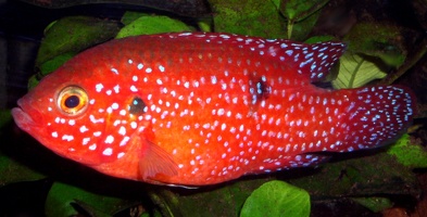 Rubricatochromis guttatus femelle