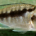P.Tawil Mylochromis sp. Mchuse Tanzania C100403A 285.JPG