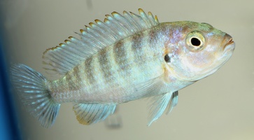 Pseudotropheus sp. "pseudoperspicax" Mbowe femelle