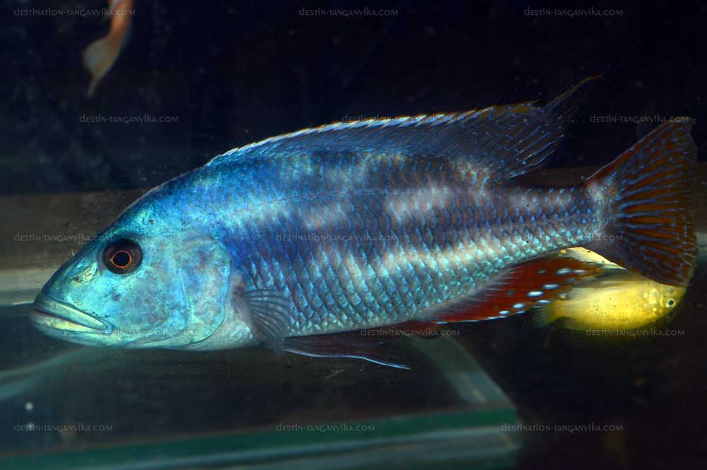 buccochromis-vic-a.1