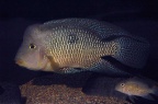 geophagus-brasiliensis-afc-a.1.jpg