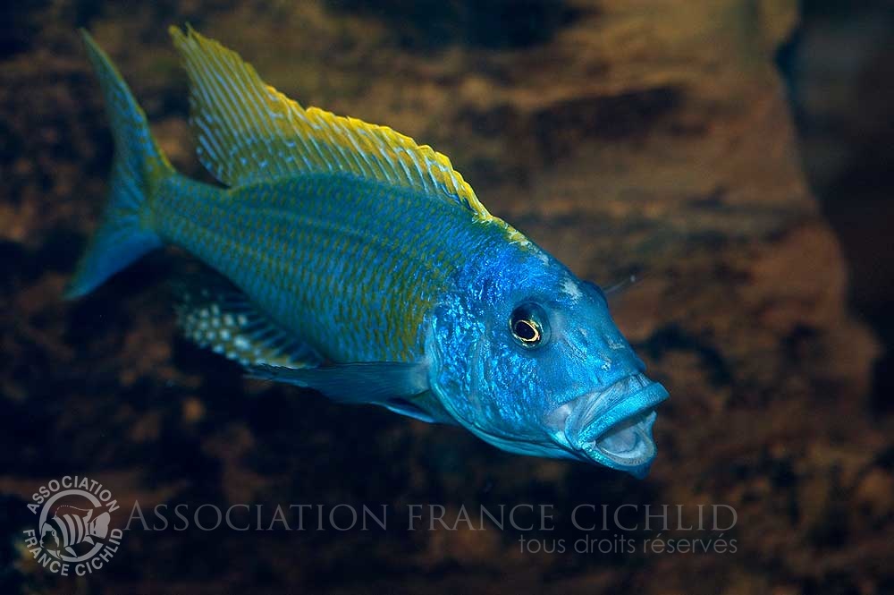 buccochromis-rhoadesii-bj-a.jpg