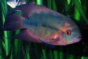Hypselecara temporalis  