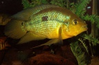 caquetaia-spectabilis-bj-a.jpg