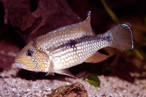 Tahuantinsuyoa macantzatza 