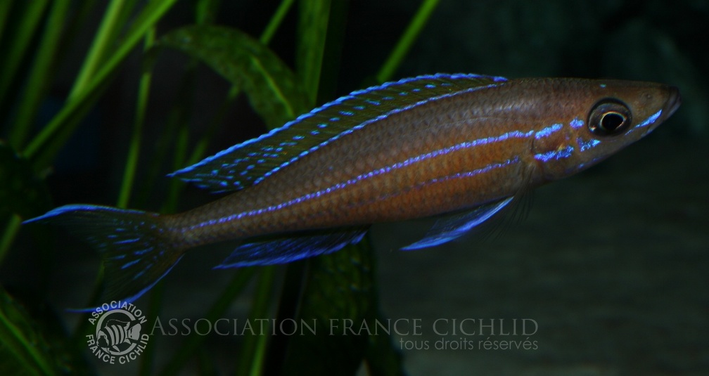 P.Tawil Paracyprichromis nigripinnis Zambia male C080119B 174.jpg
