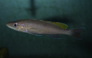 Paracyprichromis brieni Uvira mâle