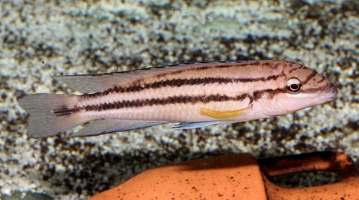 Chalinochromis sp.  'bifrenatus'