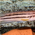 P.Tawil Chalinochromis sp. bifrenatus Mkinga C130420A 001.JPG