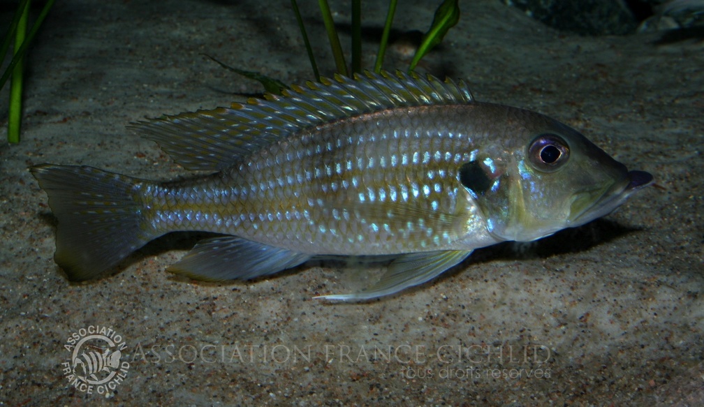 P.Tawil Gnathochromis permaxillaris Zambia Zeïtoun's tank C081129A 148.jpg