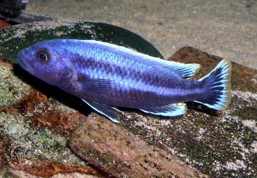 Cichlidés du lac Malawi