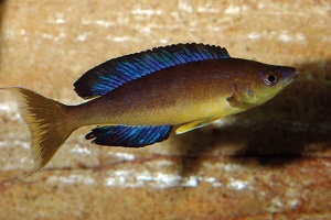 Cyprichromis microlepidotus Bulu Point