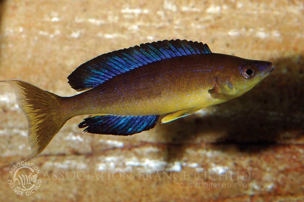 cyprichromis-microlepidotus-bj-a.jpg