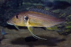greenwoodochromis-abeelei-bj-a.jpg