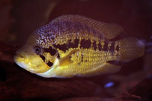 Parachromis friedrichsthalii mâle