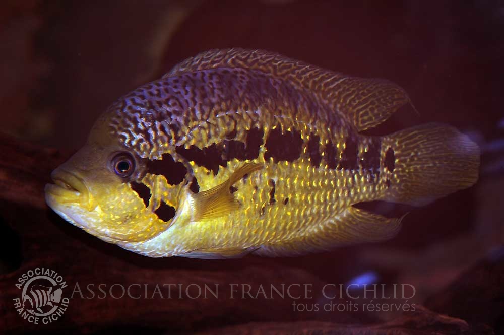 parachromis-loiselei-bj-c.jpg