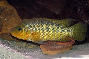 Parachromis motaguensis mâle
