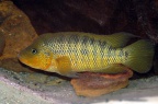 Parachromis-motaguensis-bj-a.jpg