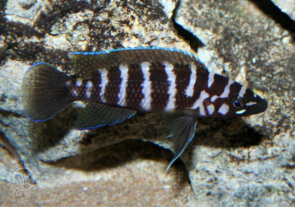 P.Tawil Neolamprologus cylindricus C081122A 063.jpg