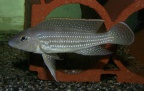P.Tawil Neolamprologus tetracanthus Zamiba C081216A 127.JPG