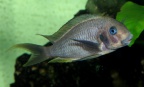 P.Tawil Tropheus annectens polli adult male C081111A 097.jpg