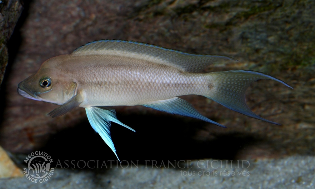 P.Tawil Neolamprologus longicaudatus adult male C090425A 055.jpg