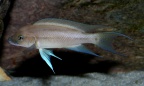 P.Tawil Neolamprologus longicaudatus adult male C090425A 055.jpg