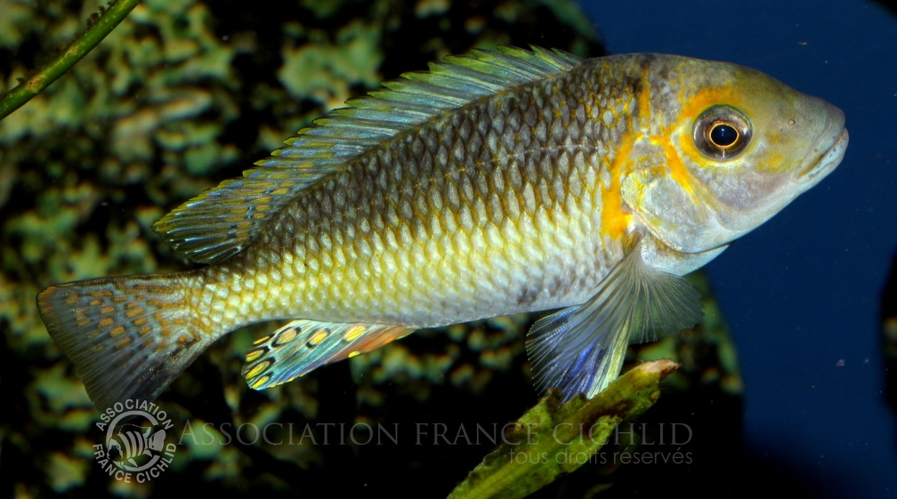 P.Tawil Petrochromis sp. orthognathus tricolor male C101014A 015.JPG
