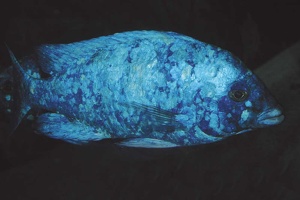Placidochromis sp. aff.  phenochilus Tanzanie