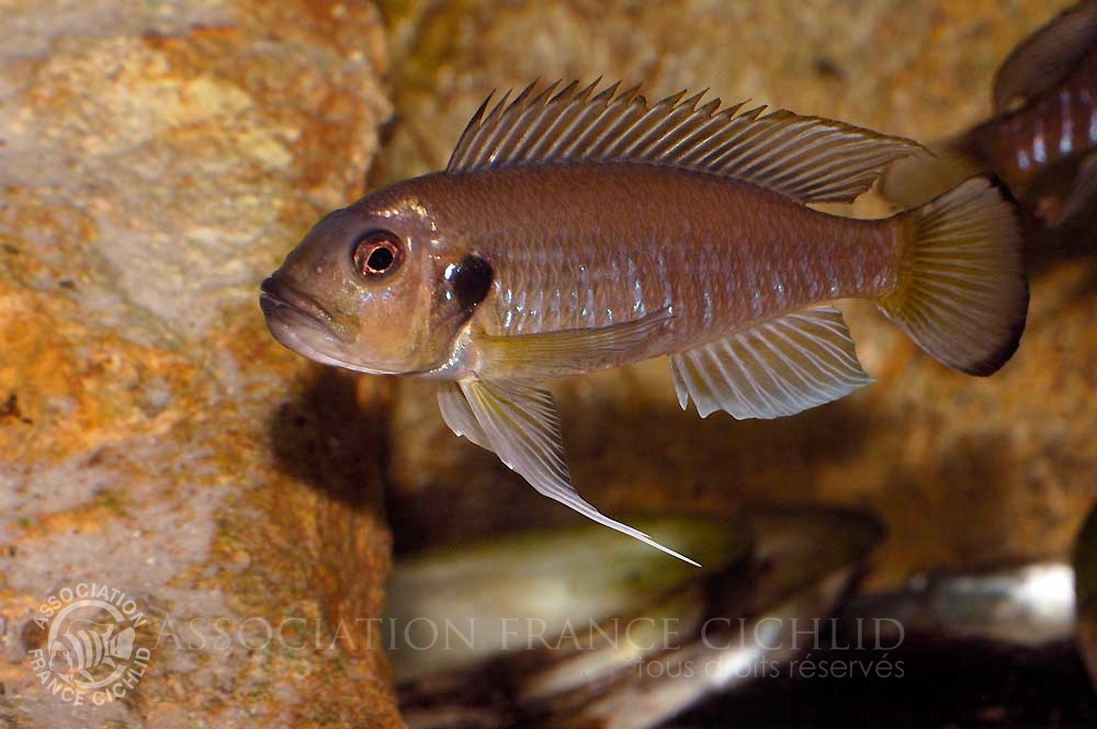 triglachromis-otostigma-bj-a.jpg